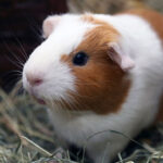 ban-bo-u-chuot-lang-guinea-pig-tai-da-nang-1 (1)