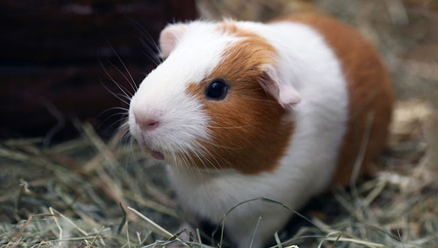 ban-bo-u-chuot-lang-guinea-pig-tai-da-nang-1 (1)